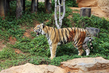 bengal tiger