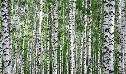 Zelfklevend Fotobehang Trunks of summer birch trees © Elena Kovaleva
