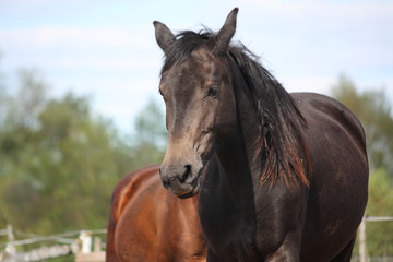 Naklejka premium Black horse portrait