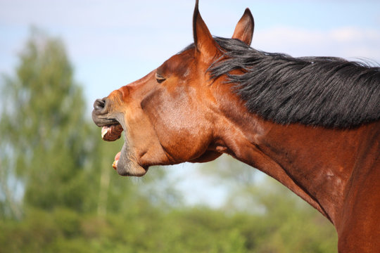 Yawning brown horse portrait