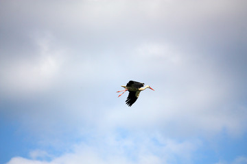 White stork flying in the sky