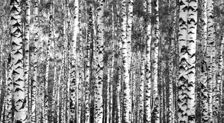 Keuken spatwand met foto Trunks birch trees black and white © Elena Kovaleva