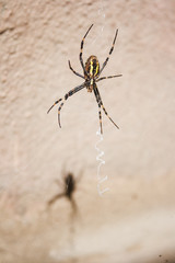 Big spider