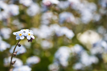 Forget-me-not