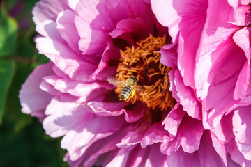 A bee approaching a flower
