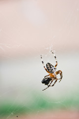 Spider feeding