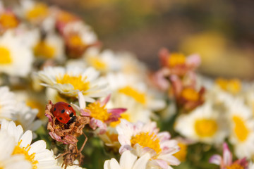 Ladybug in the flowers