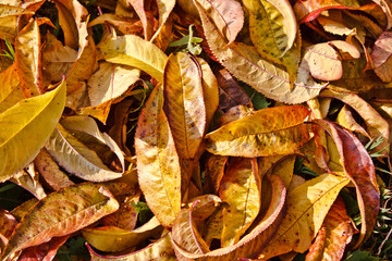 Leaves on the ground