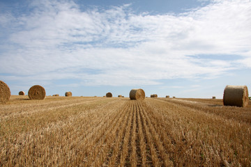 Fototapeta premium countryside view