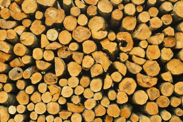 a pile of cut wood stump, brunches texture