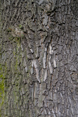 Old Wood Tree Texture Background