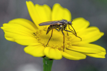 Mosquito of yellow flower