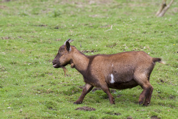 pygmy goat