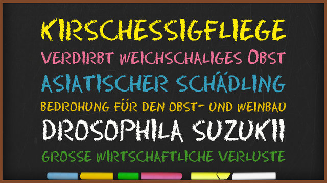 Kreidetafel - Kirschessigfliege - 16 zu 9 - g1054