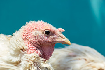 Turkey head close up
