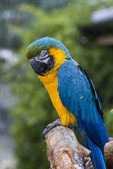 Macaw