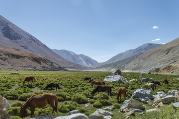 Horses at pasture among mountains