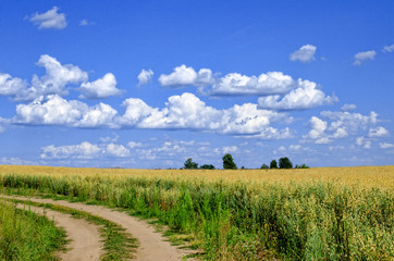 Fototapeta na wymiar dirt road passes next to oats