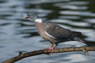 Common Wood Pigeon, Wood Pigeon, Columba palumbus