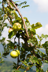 Ripening apples on a tree