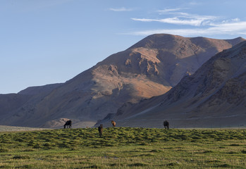 Horses on green pasture in Himalayas