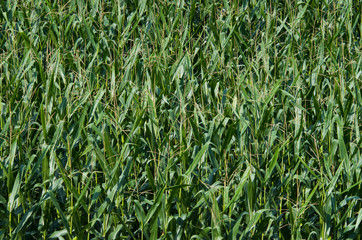 Corn field texture background