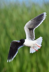 The black-headed gull (Chroicocephalus ridibundus)