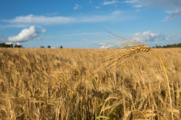 Barley field