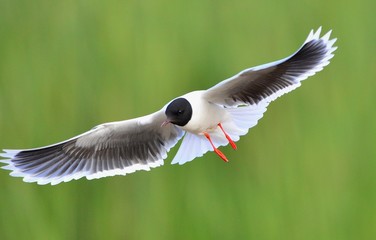 the front of Black-headed Gull (Larus ridibundus) flying