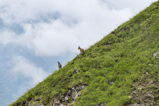 Two mountain goats on green slope