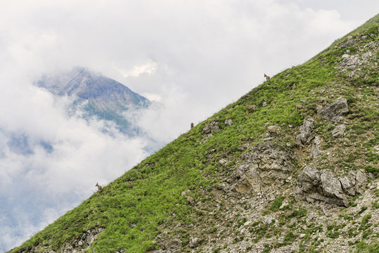 Three mountain gotas at alpine slope