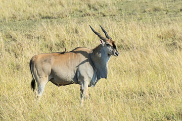 Kenia-Eland-22497