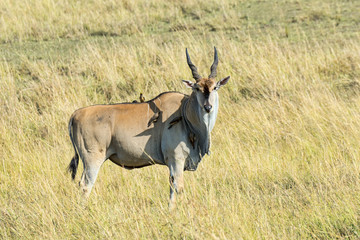 Kenia-Eland-22495