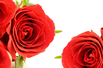 Red roses bouquet on white background.