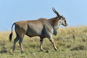 Kenia-Eland-22514