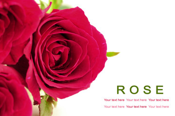 Pink roses on white background. Greeting card.