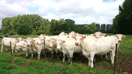 Obraz premium vaches