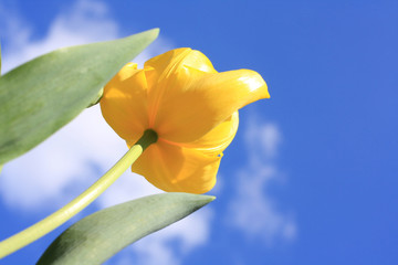 Spring yellow Tulip