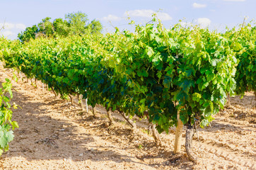 Fototapeta na wymiar Baby grapes vineyard