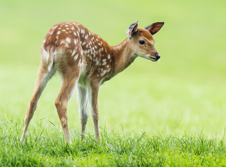 Fototapeta premium fallow deer- baby animal