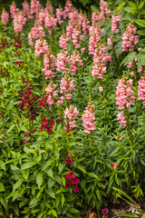 Summer garden
