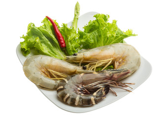 King and waterleg shrimps