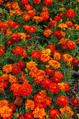 Tagetes patula