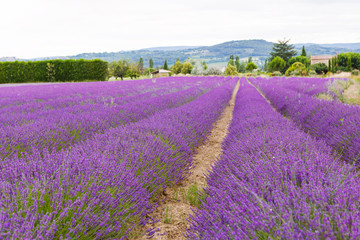 Naklejka na ściany i meble Lavender fields near Valensole in Provence, France.