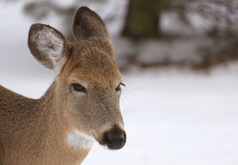 Fototapeta premium Oh, deer