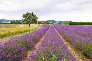 Plakat Lavender fields near Valensole in Provence, France.