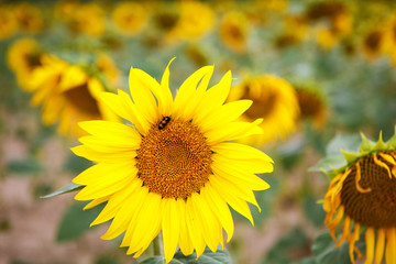 Sunflower field, Provence in southern France.