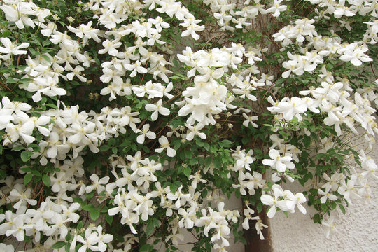 White clematis hanging over a window