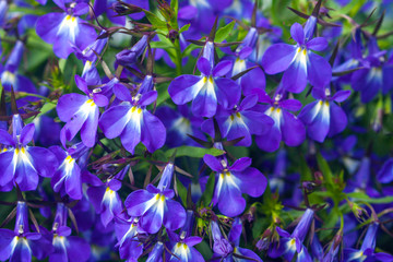 lobelia flowers,lobelia erinus, closeup - 68740317