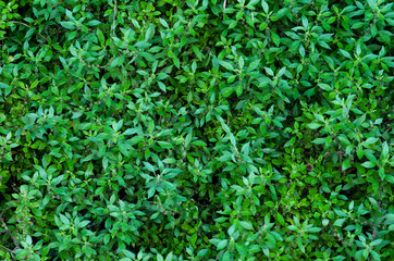 Tiny green leaves background